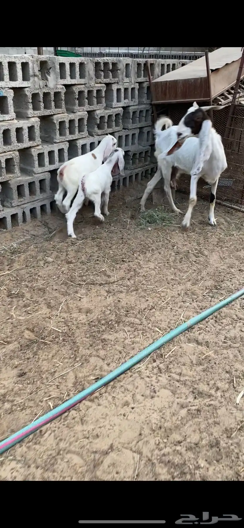 معزه مشروكه و جنوبيه قزمه 1