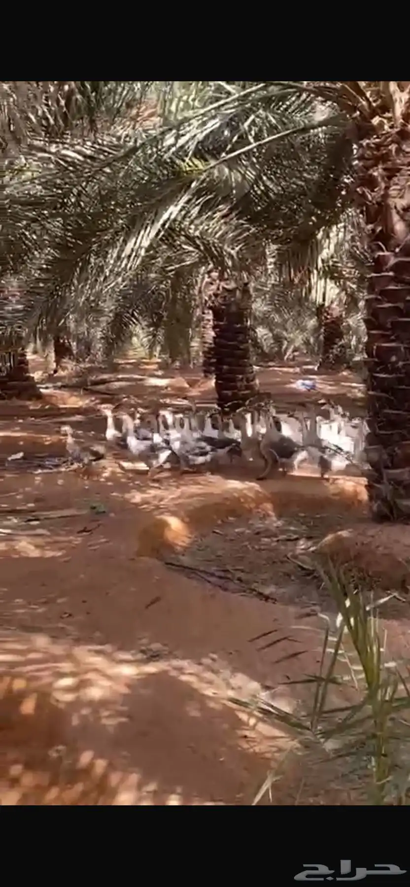 وز بلدي و عراقي index