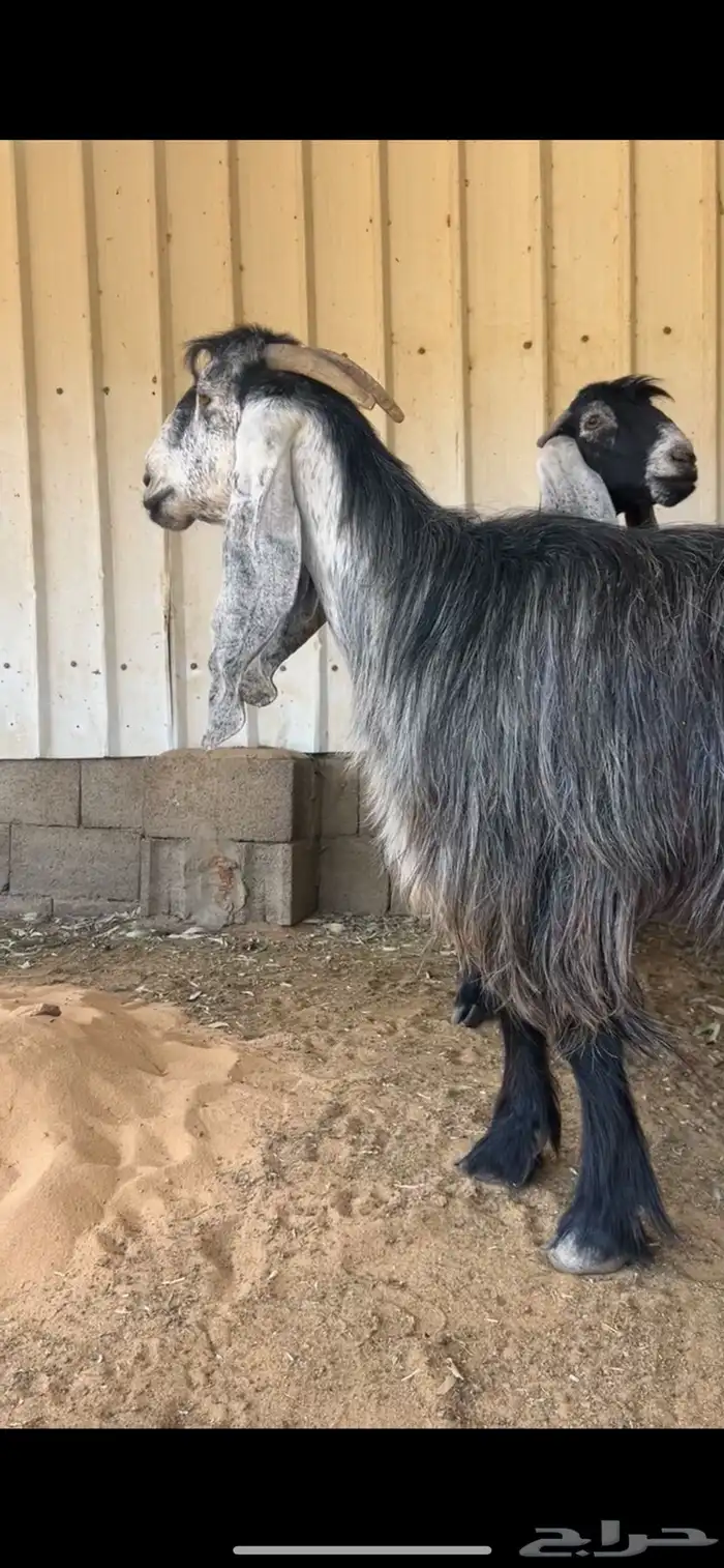 معزا عوارض 8