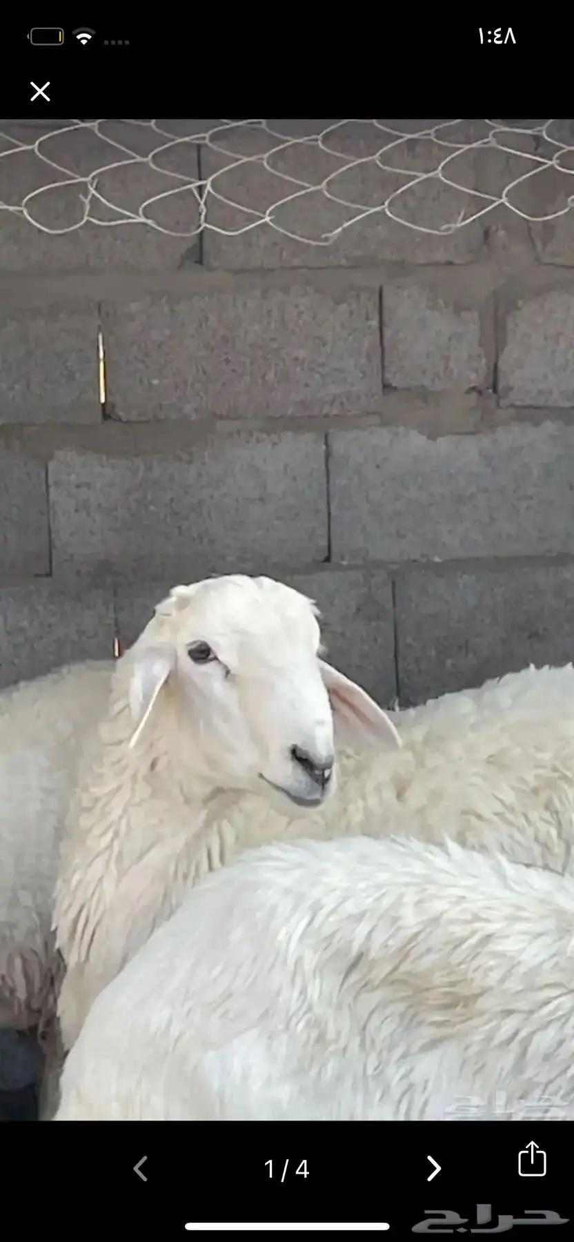 فحل 2