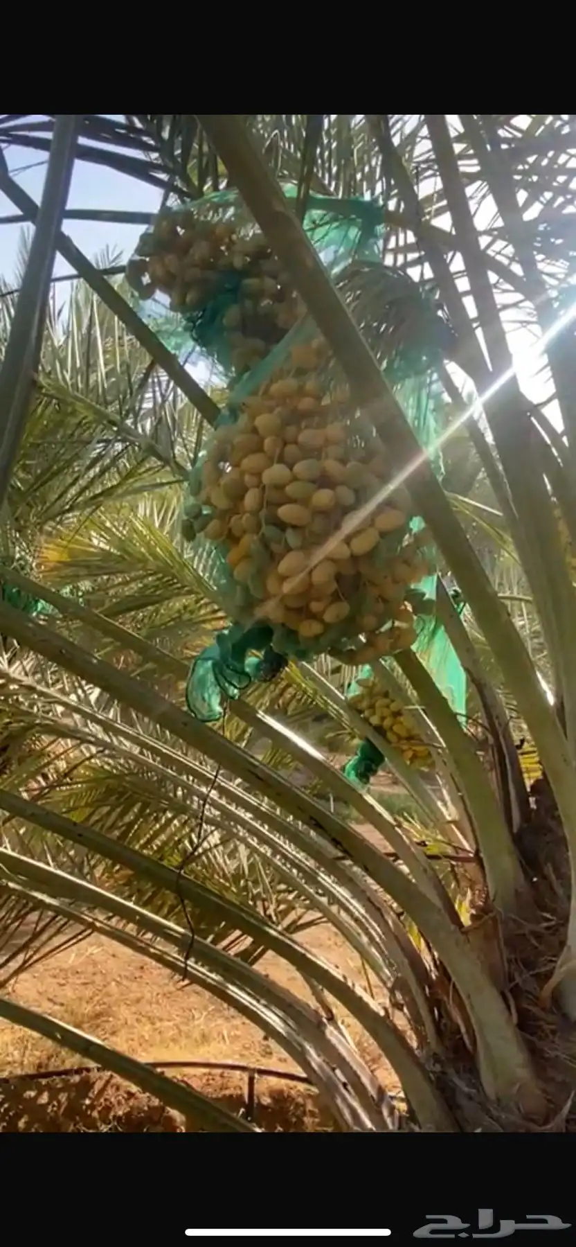 نخل نوع اخلاص 1