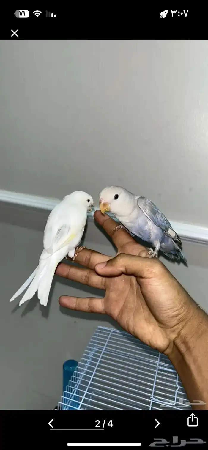 تم البيع الله يبارك ل الشاري 1
