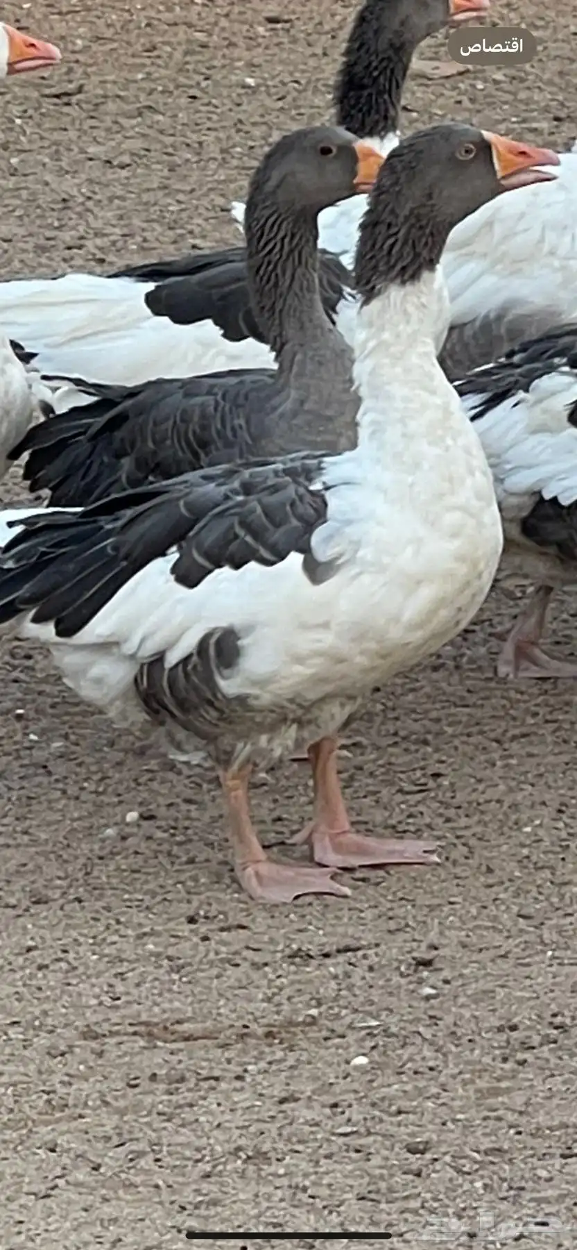 انثى وز 0