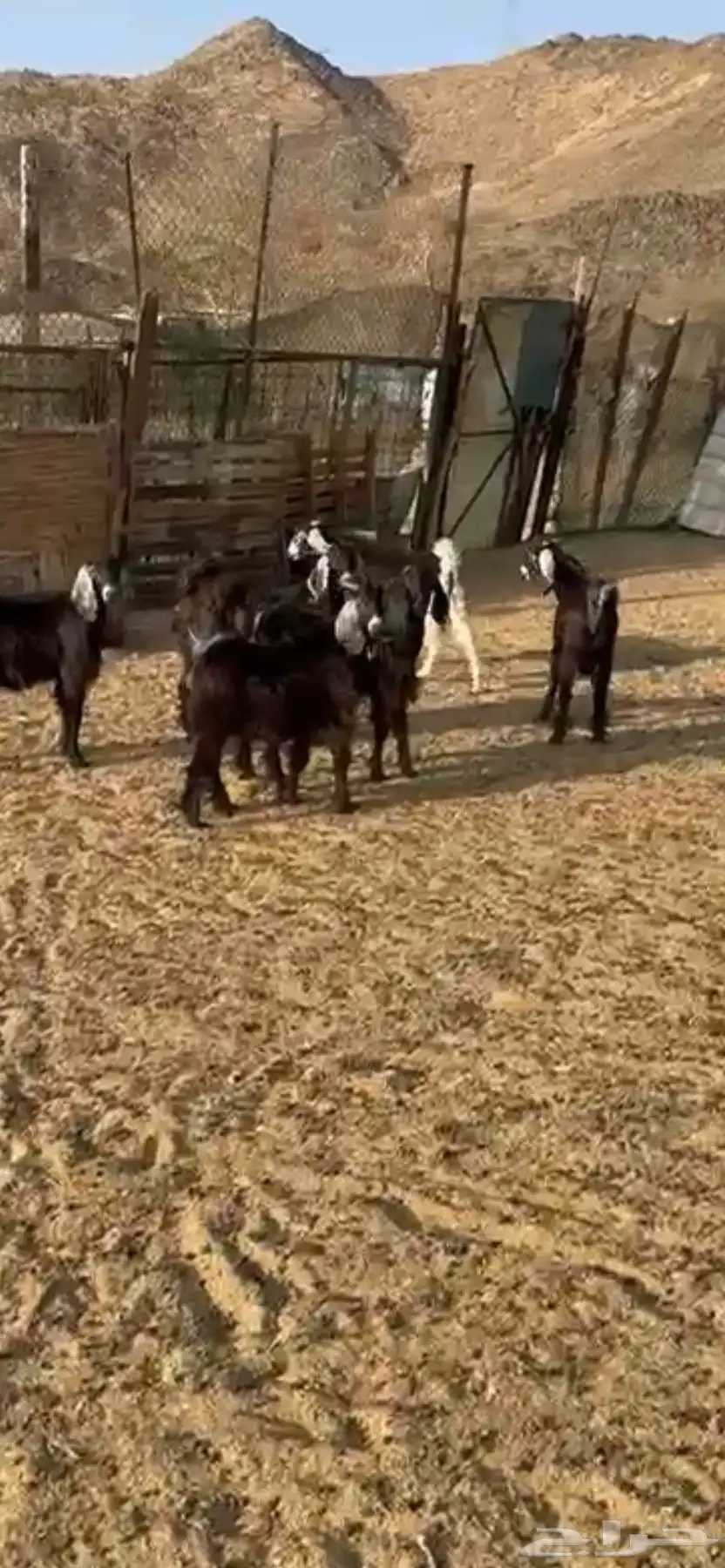 تيوس عوارض جمله وتفريد 2