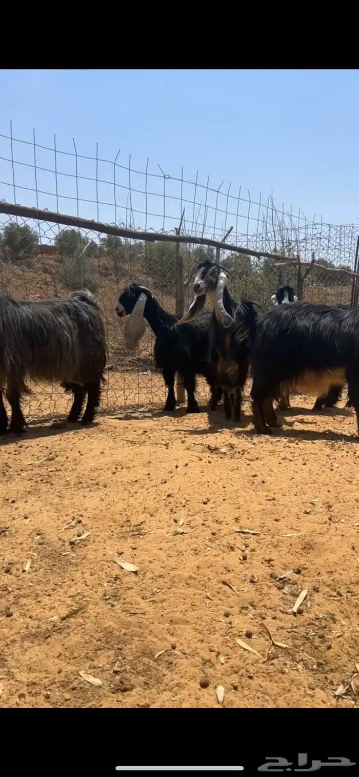 معزا عوارض 5