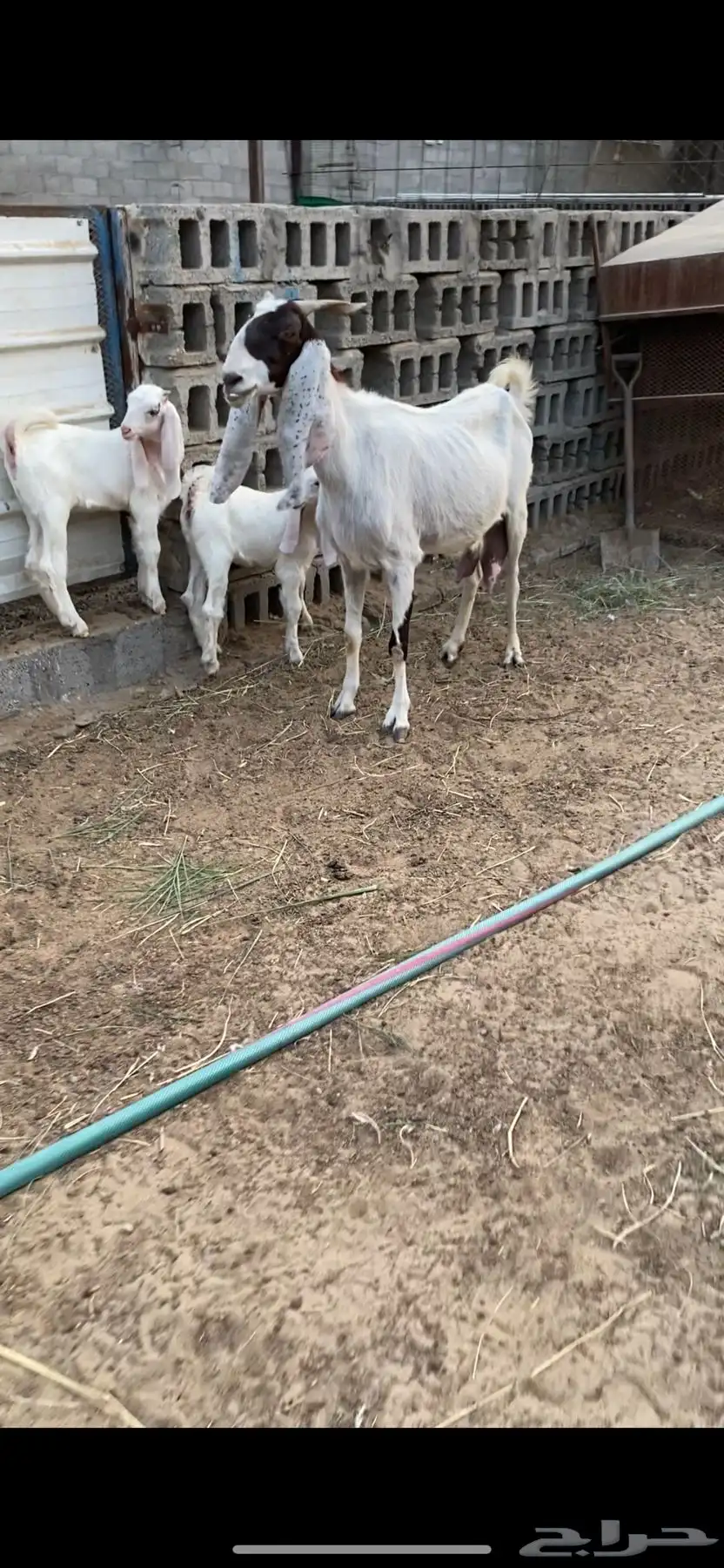 معزه مشروكه و جنوبيه قزمه 0