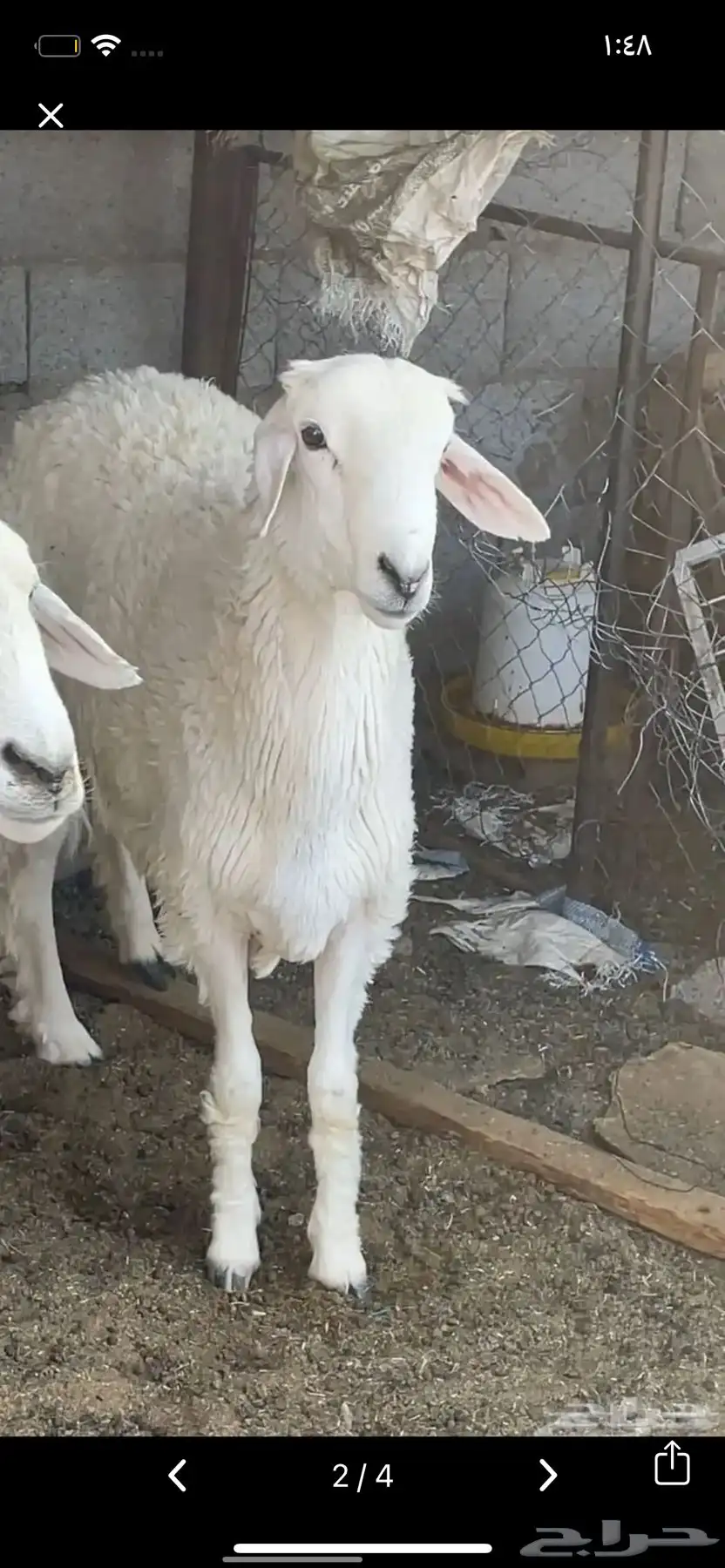 فحل 1