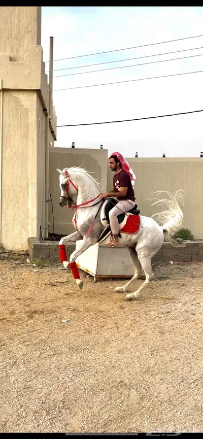 حصان شعبي فاخر 2