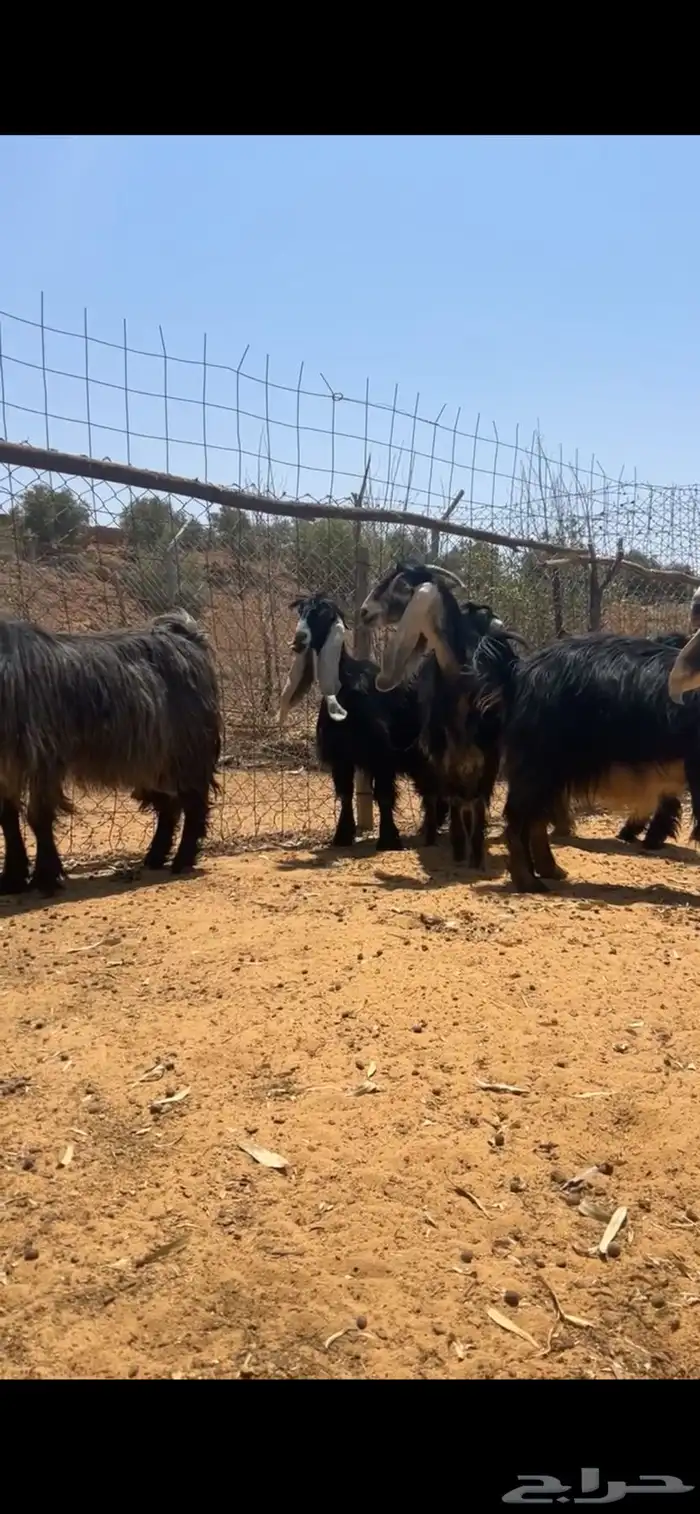 معزا عوارض 6