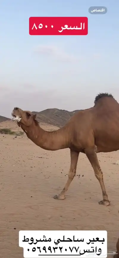 بعير جمل ساحلي(( تم البيع )) 5