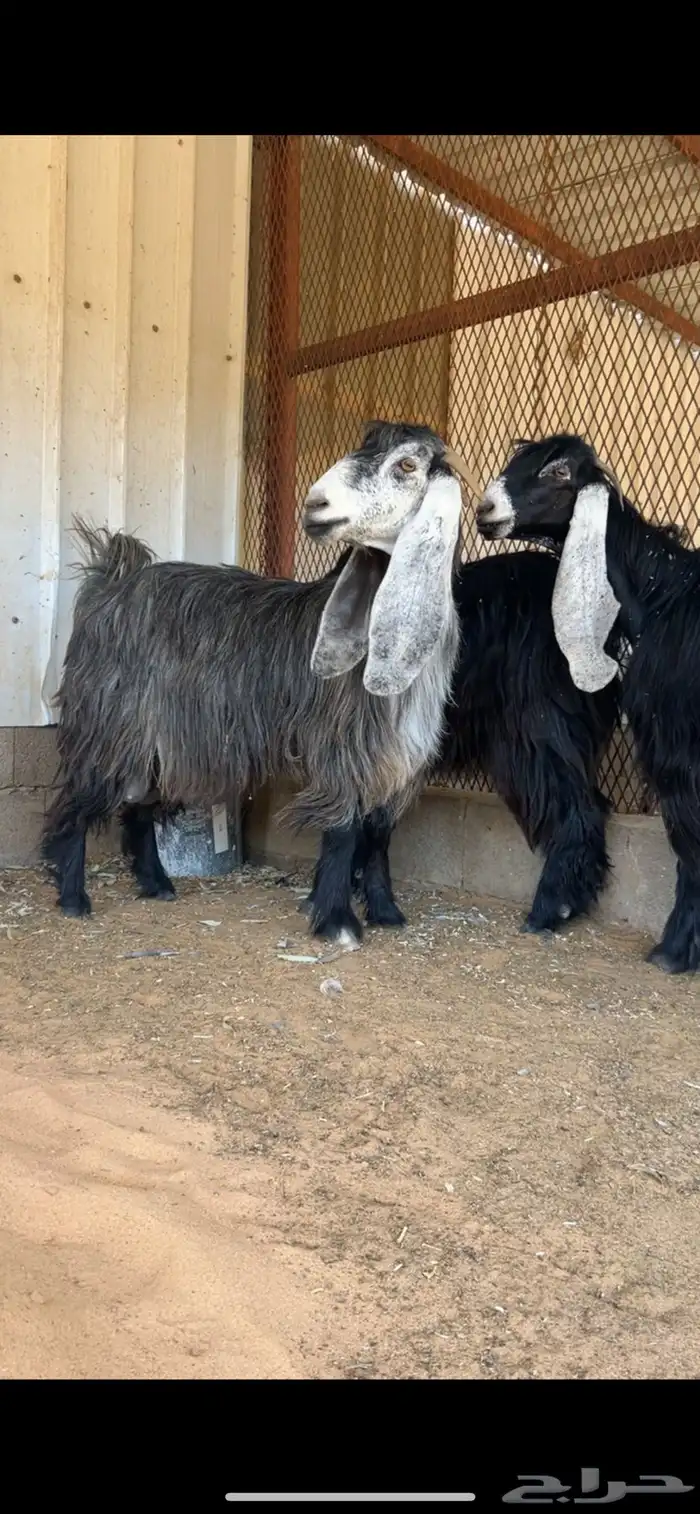 معزا عوارض 4