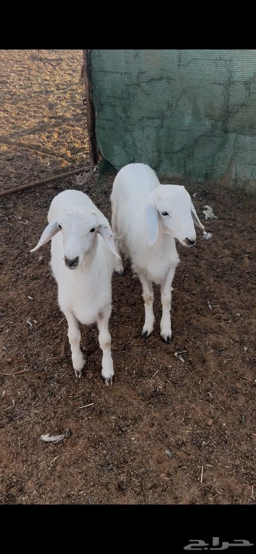 بهم 1