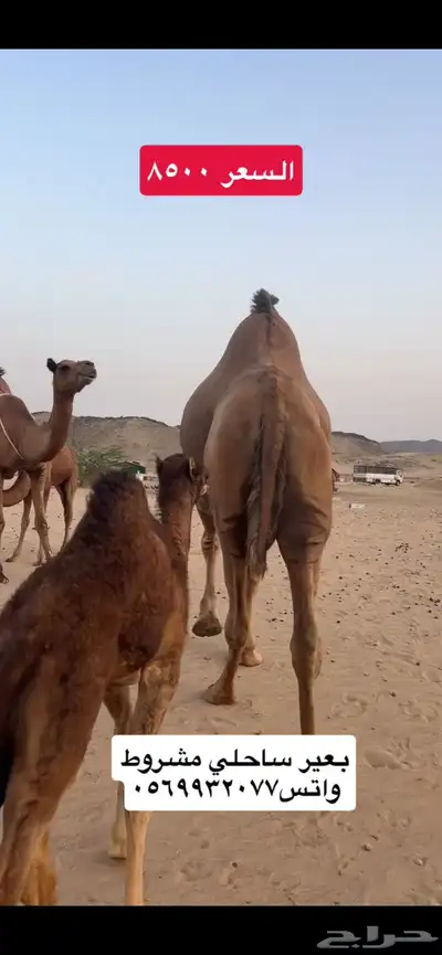 بعير جمل ساحلي(( تم البيع )) 1