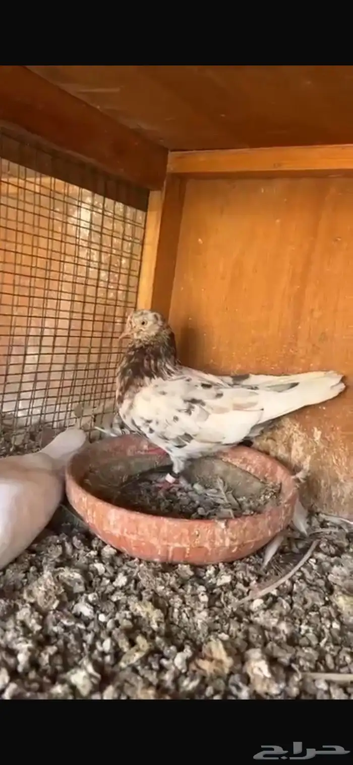 للبيع جوز حمام قلابي إنقليزي بلو الموند 0