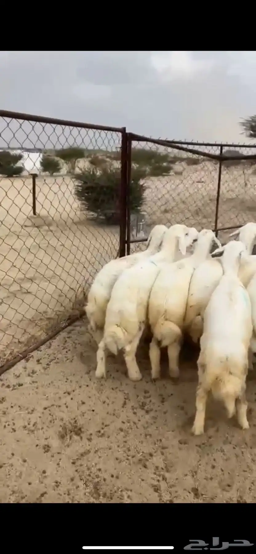 خرفان طليان سمان ذبايح 0