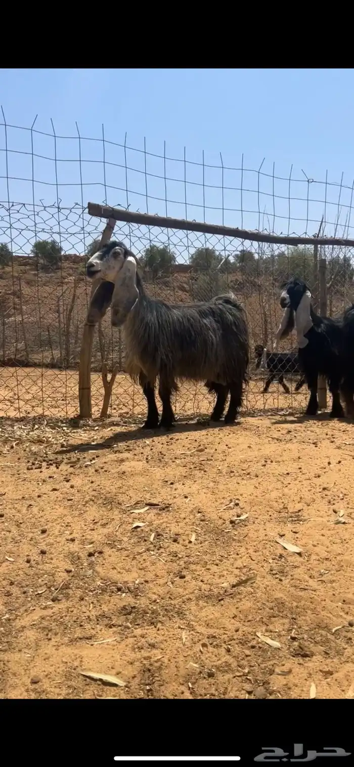 معزا عوارض 0