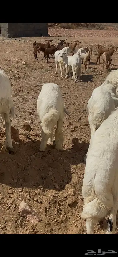 خرفان ورخال وتيوس 2
