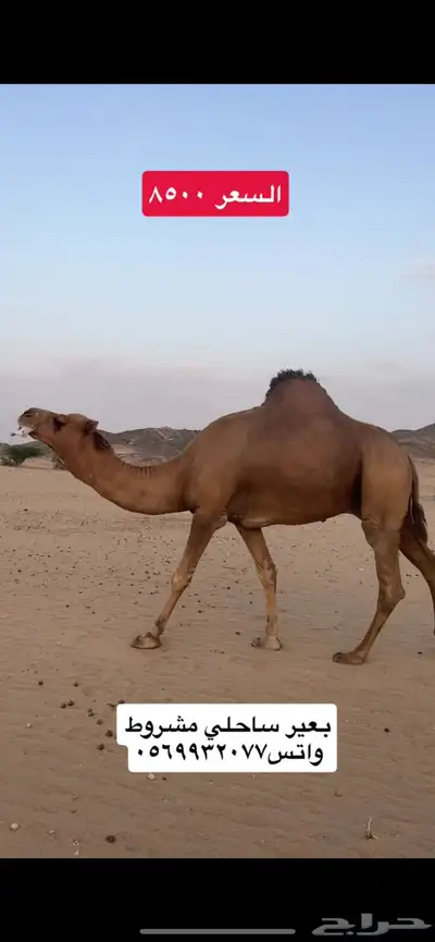 بعير جمل ساحلي(( تم البيع )) 3