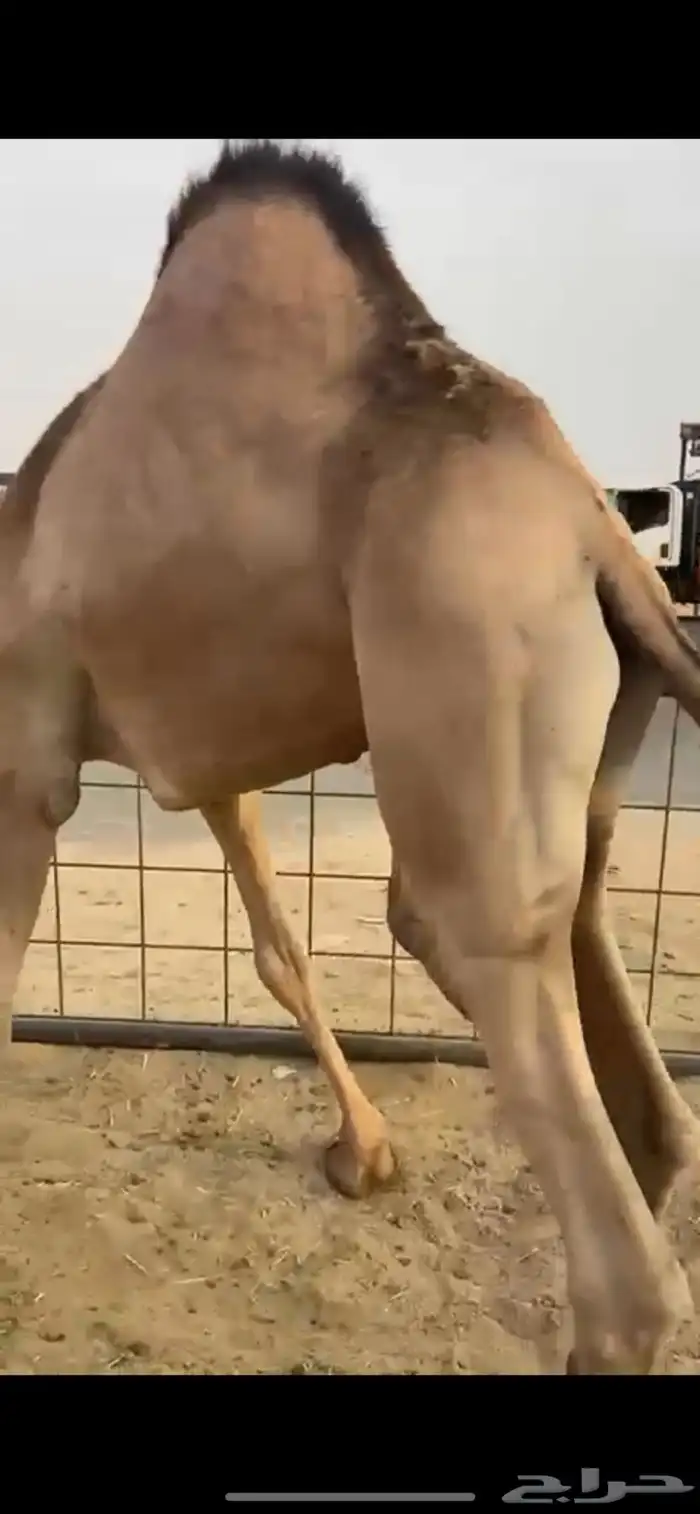 قعود مغلق مشروط للبيع 0