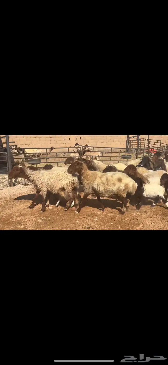 غنم نعيم مطافيل فاخره 5