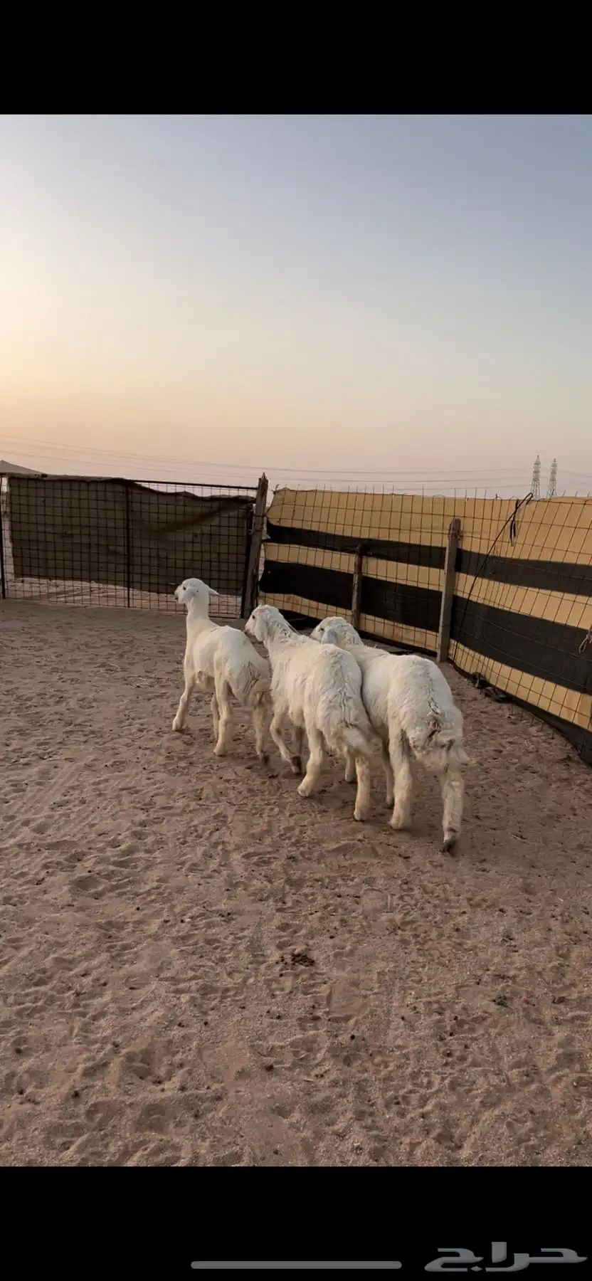 خرفان حريه 1