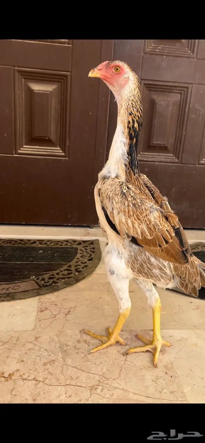 دجاجه شامو ياباني 1