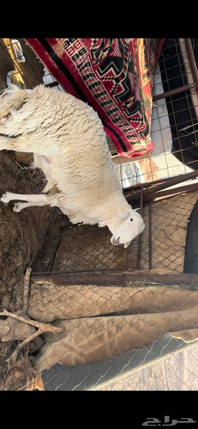 فحل حري ثني شرط 3