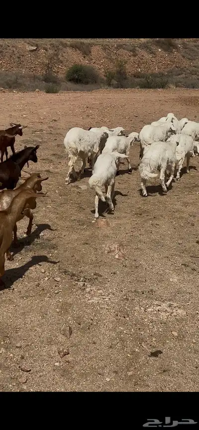خرفان ورخال وتيوس 9