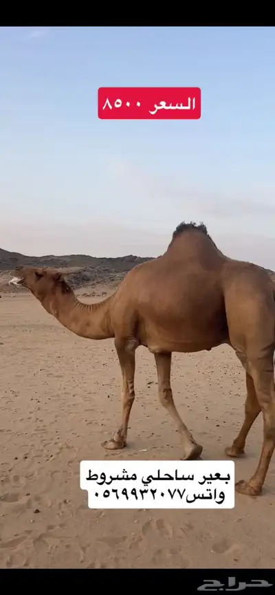 بعير جمل ساحلي(( تم البيع )) 6