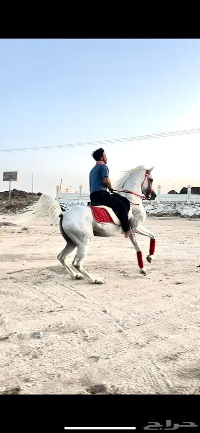 حصان شعبي فاخر 1