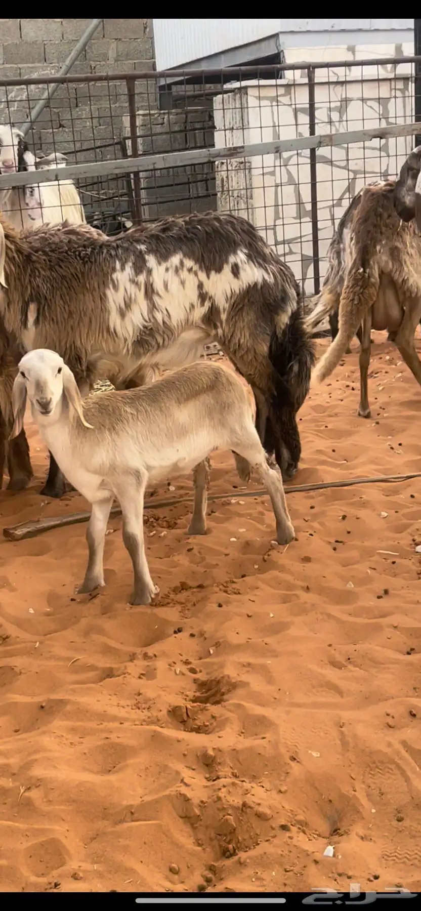 سواكن درمانيات صنف دفيع ومواليد جذعات 12