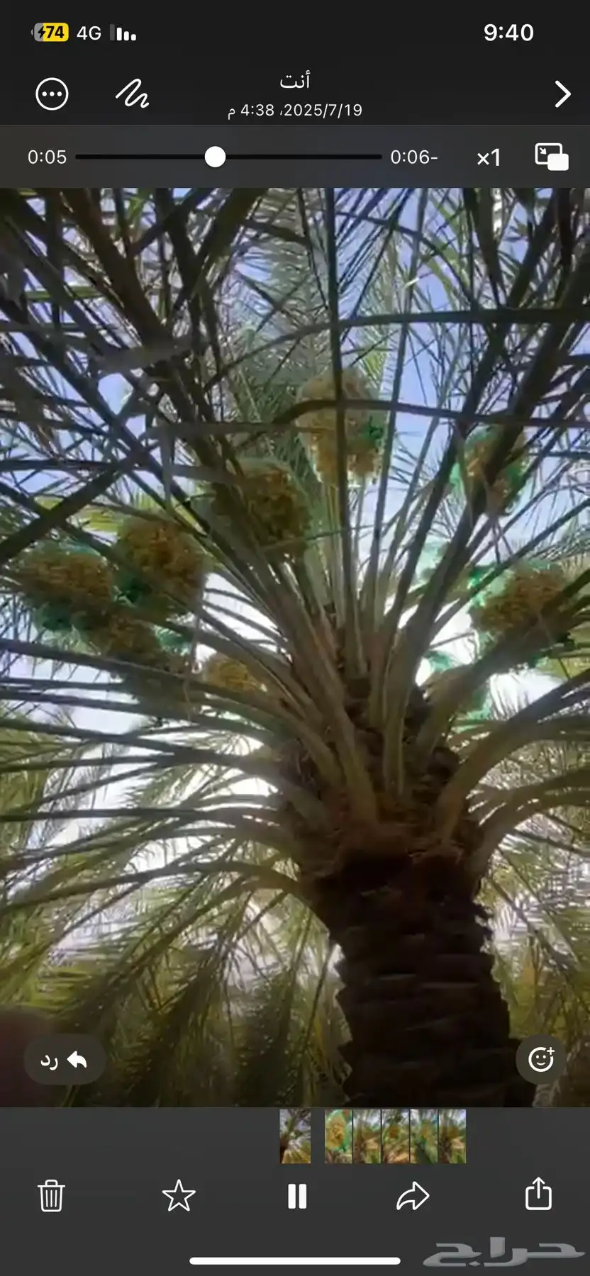 نخل نوع اخلاص 3