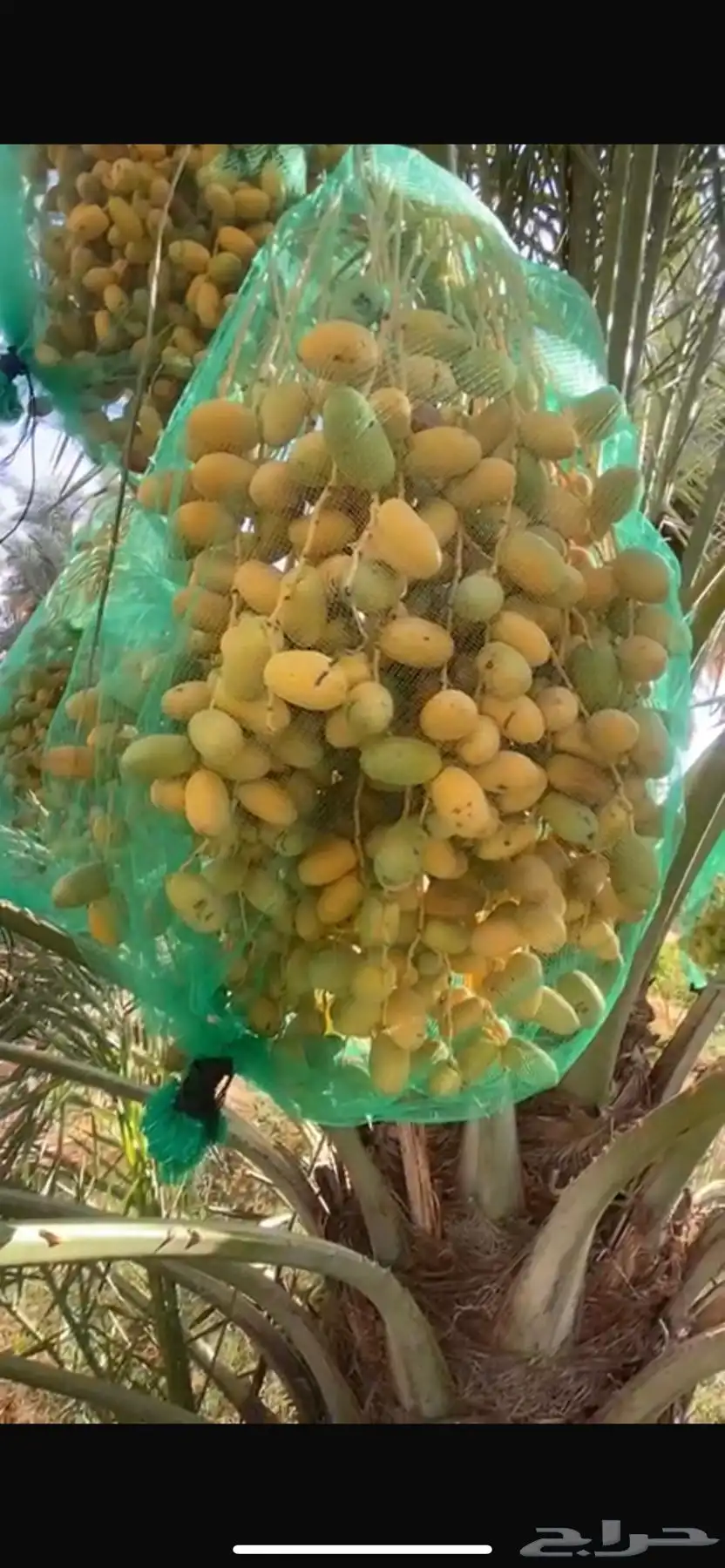 نخل نوع اخلاص 2
