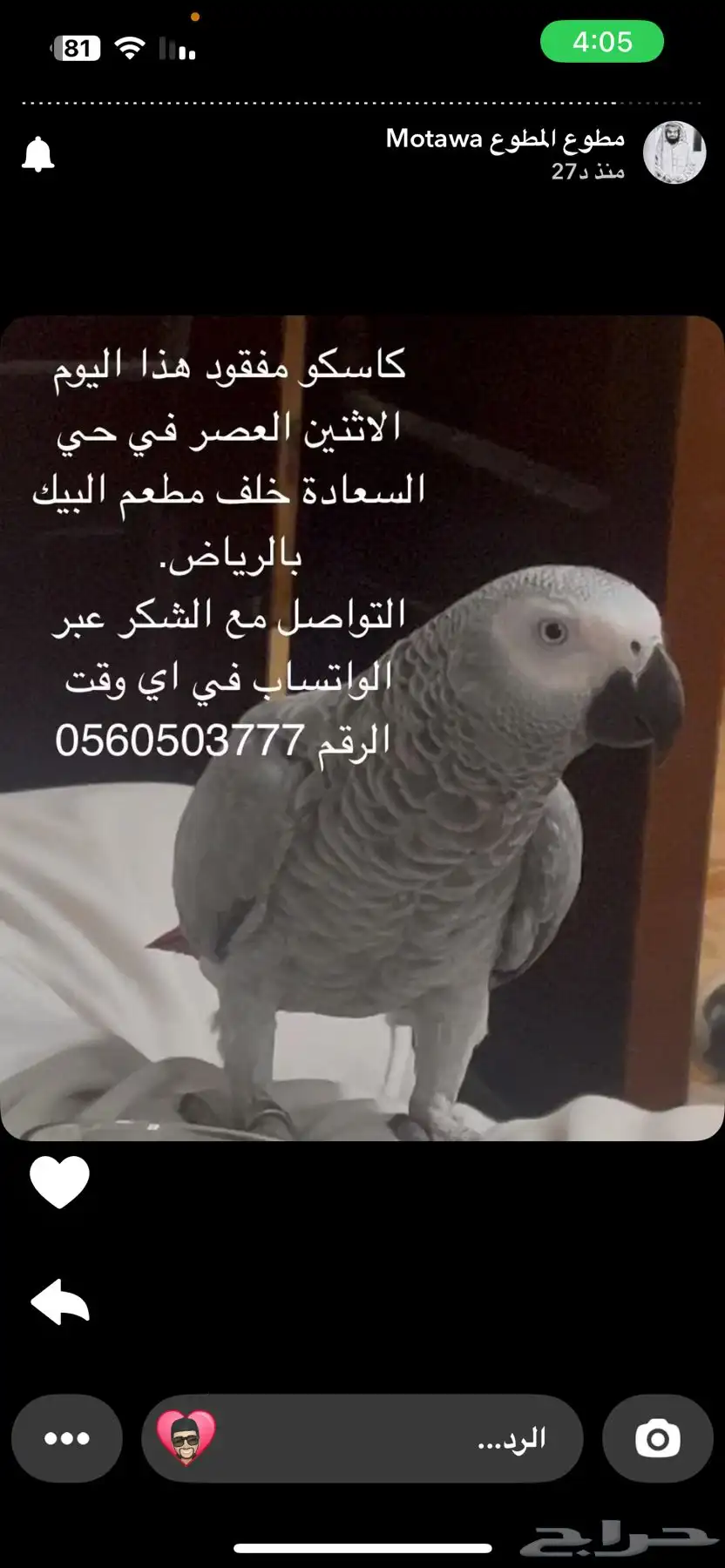 ببغاء كاسكو مفقود 0