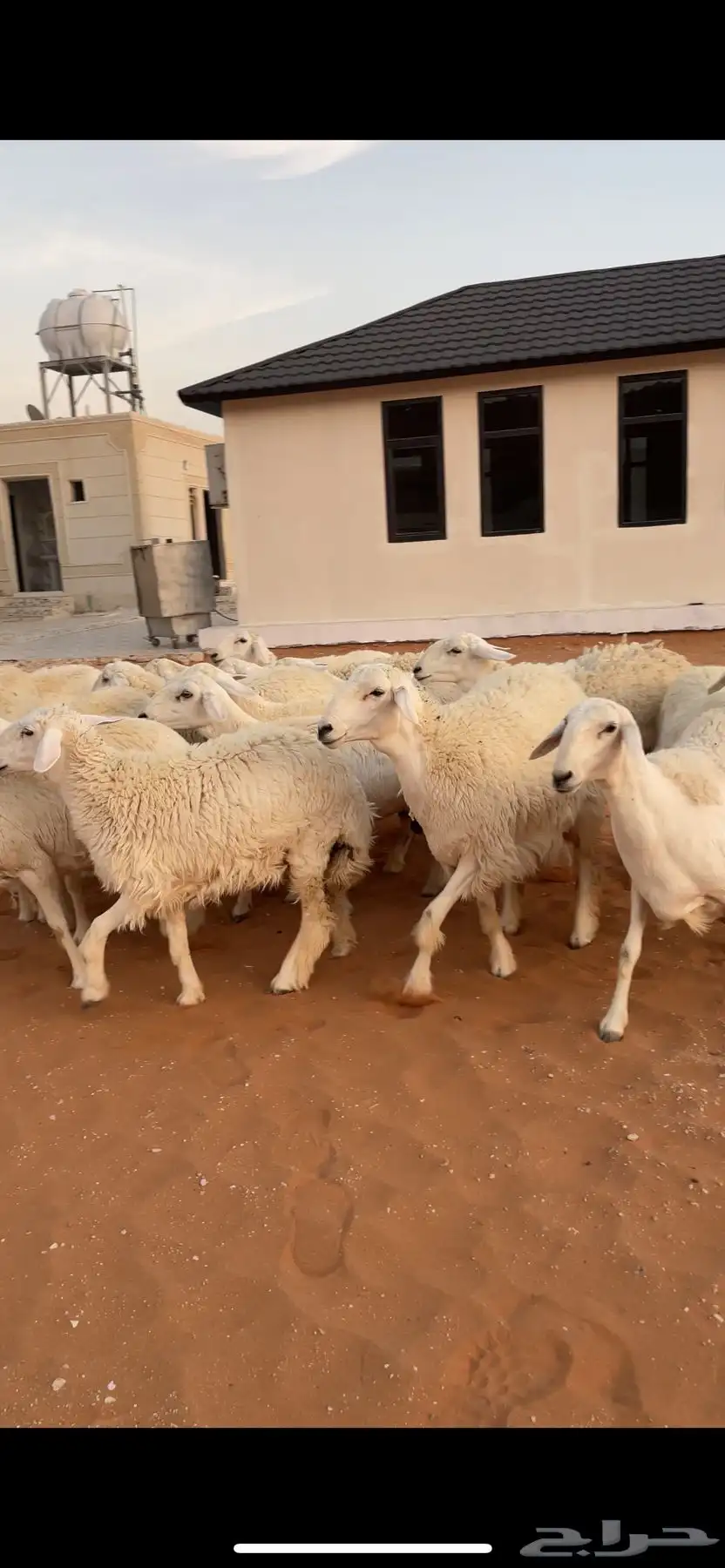 غنم حريات صنف فاخر مراح واحد 1