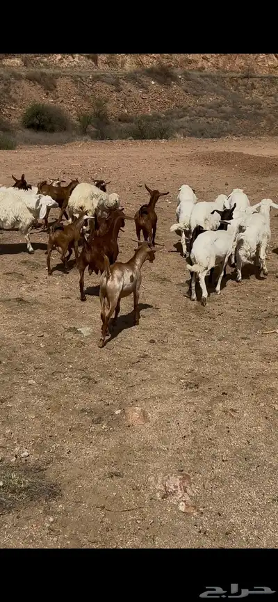 خرفان ورخال وتيوس 11