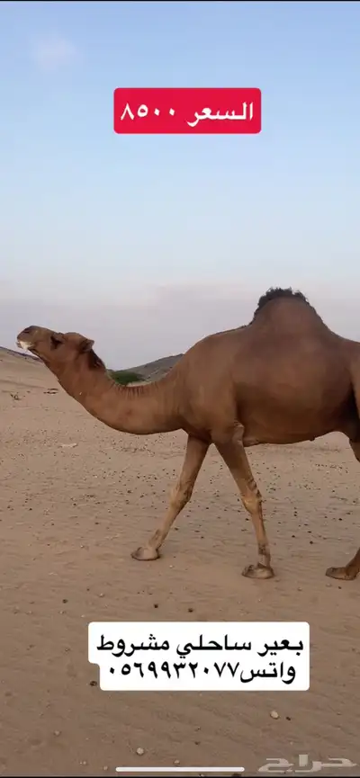 بعير جمل ساحلي(( تم البيع )) 2