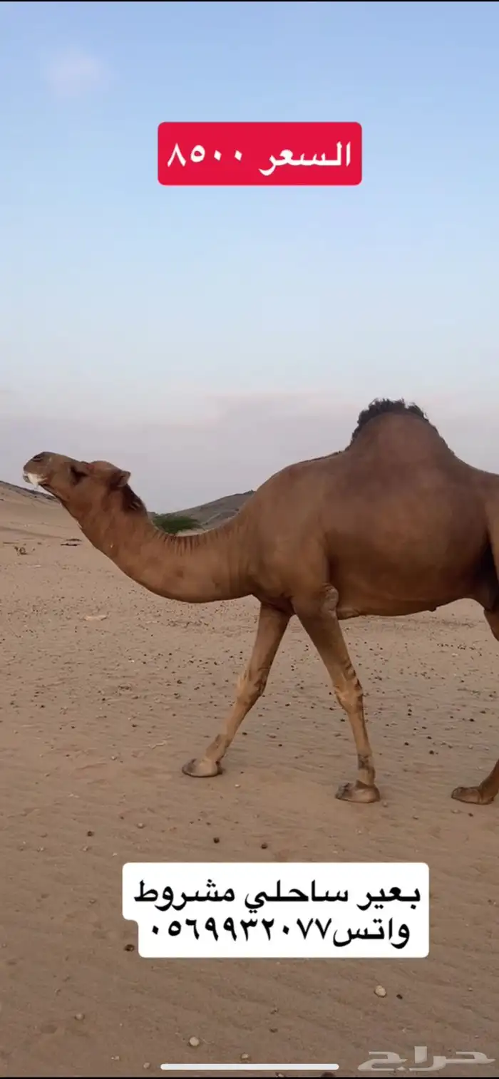 بعير جمل ساحلي(( تم البيع )) 2
