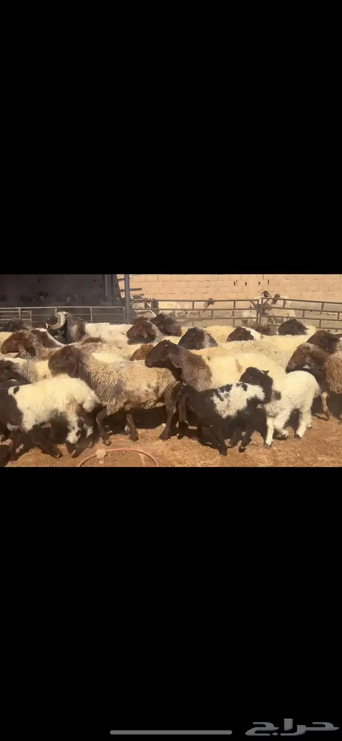 غنم نعيم مطافيل فاخره 0