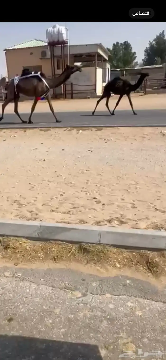 عشرا بكر تحتها بكره 0