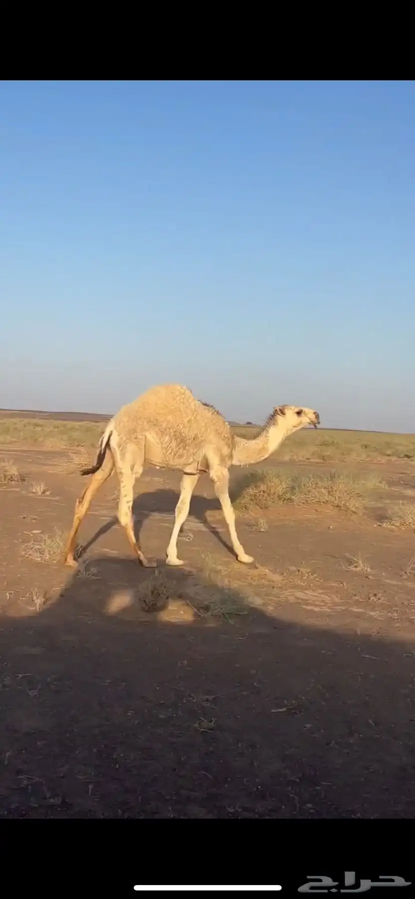 قعود 1