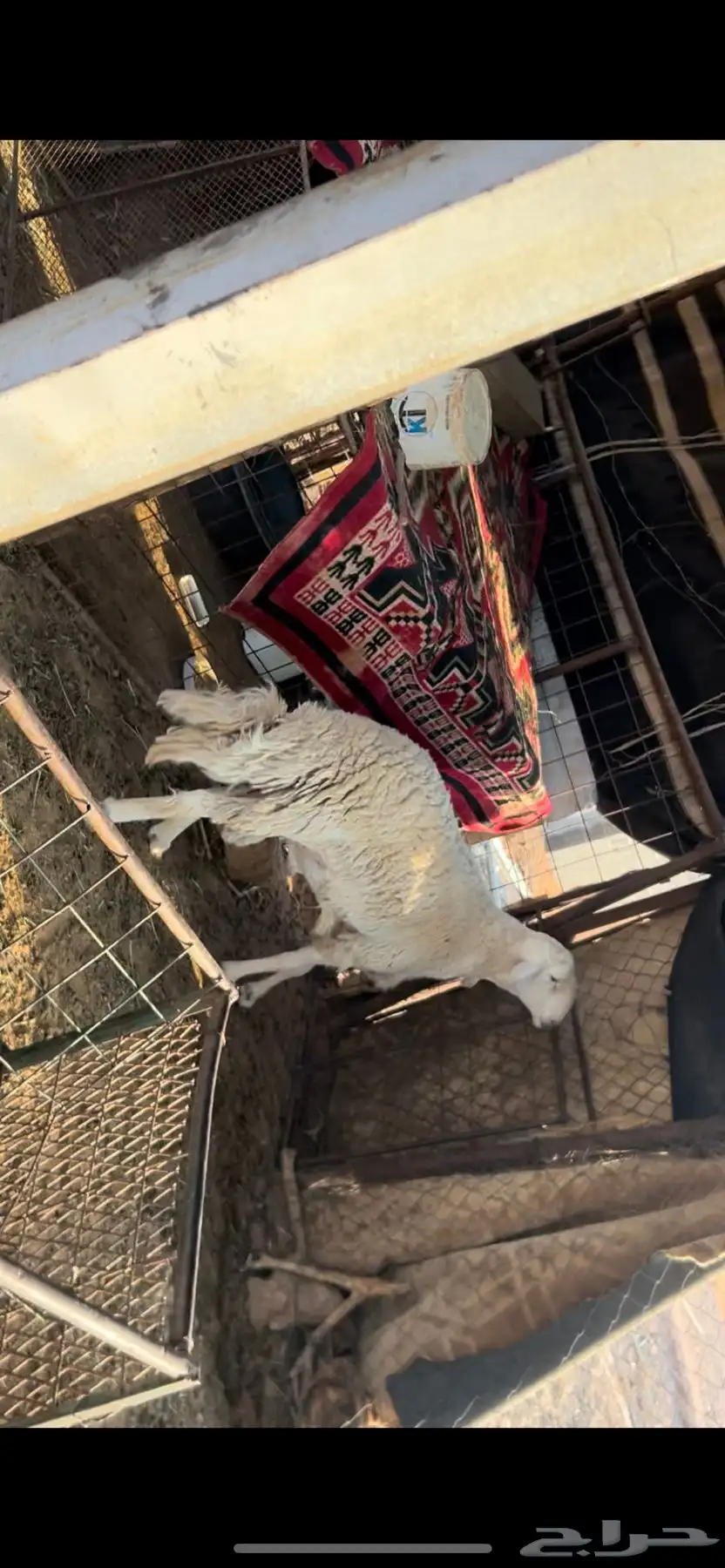 فحل حري ثني شرط 4