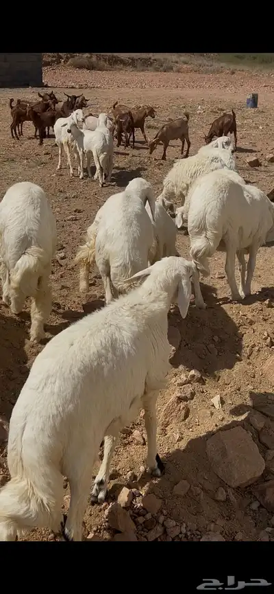 خرفان ورخال وتيوس 1