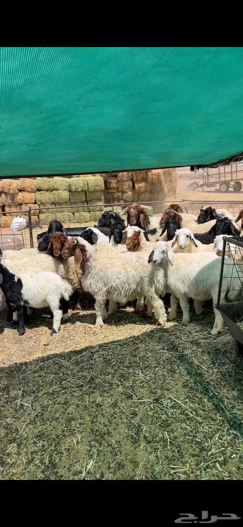 بهم اعمره من الخمسه الئ اثلثه 0