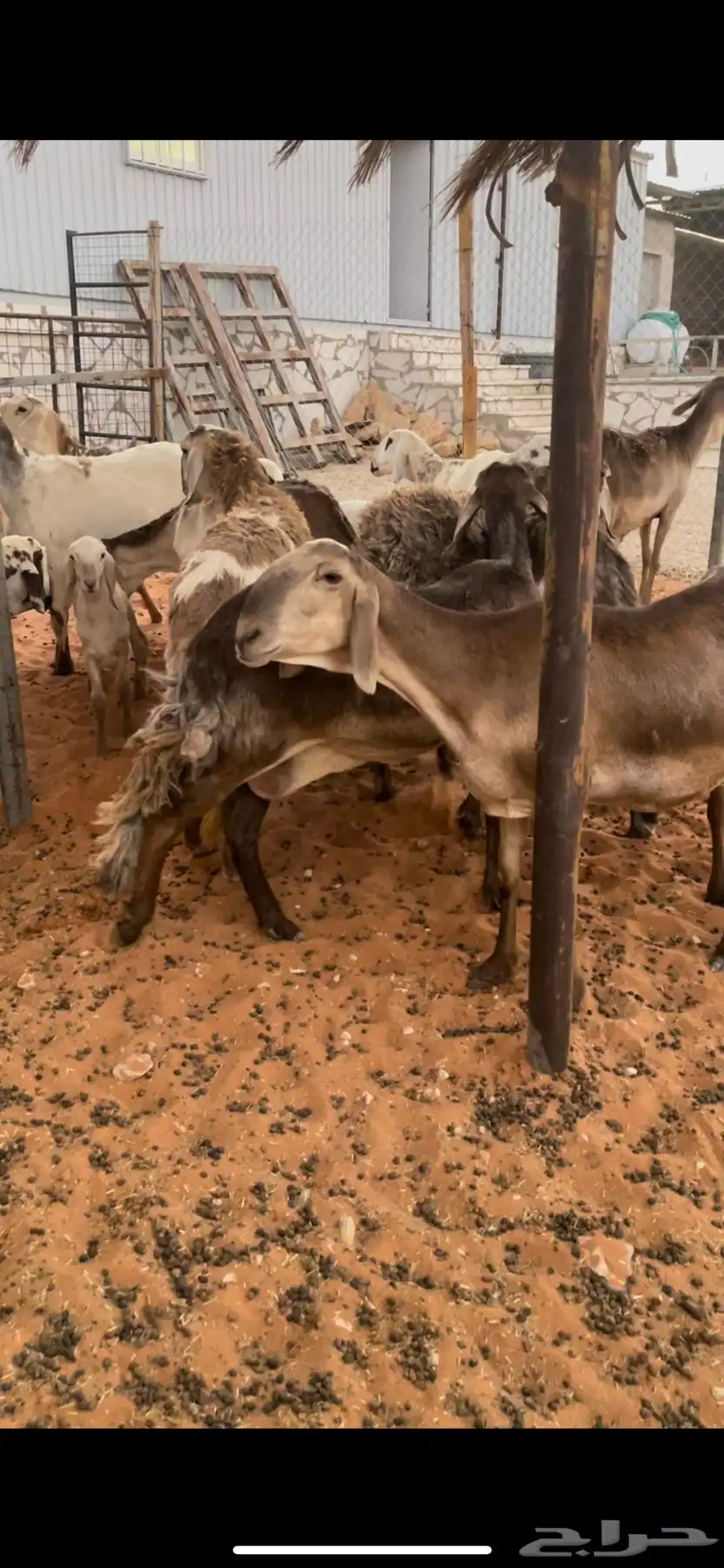 سواكن درمانيات صنف دفيع ومواليد جذعات 8