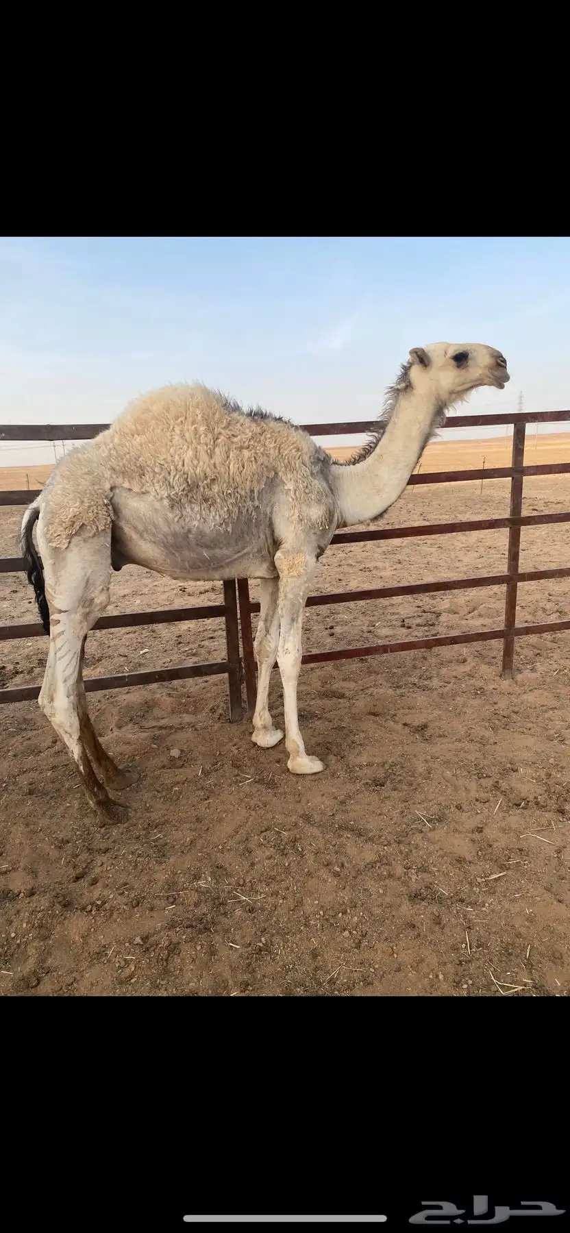 قعود فاخر 0