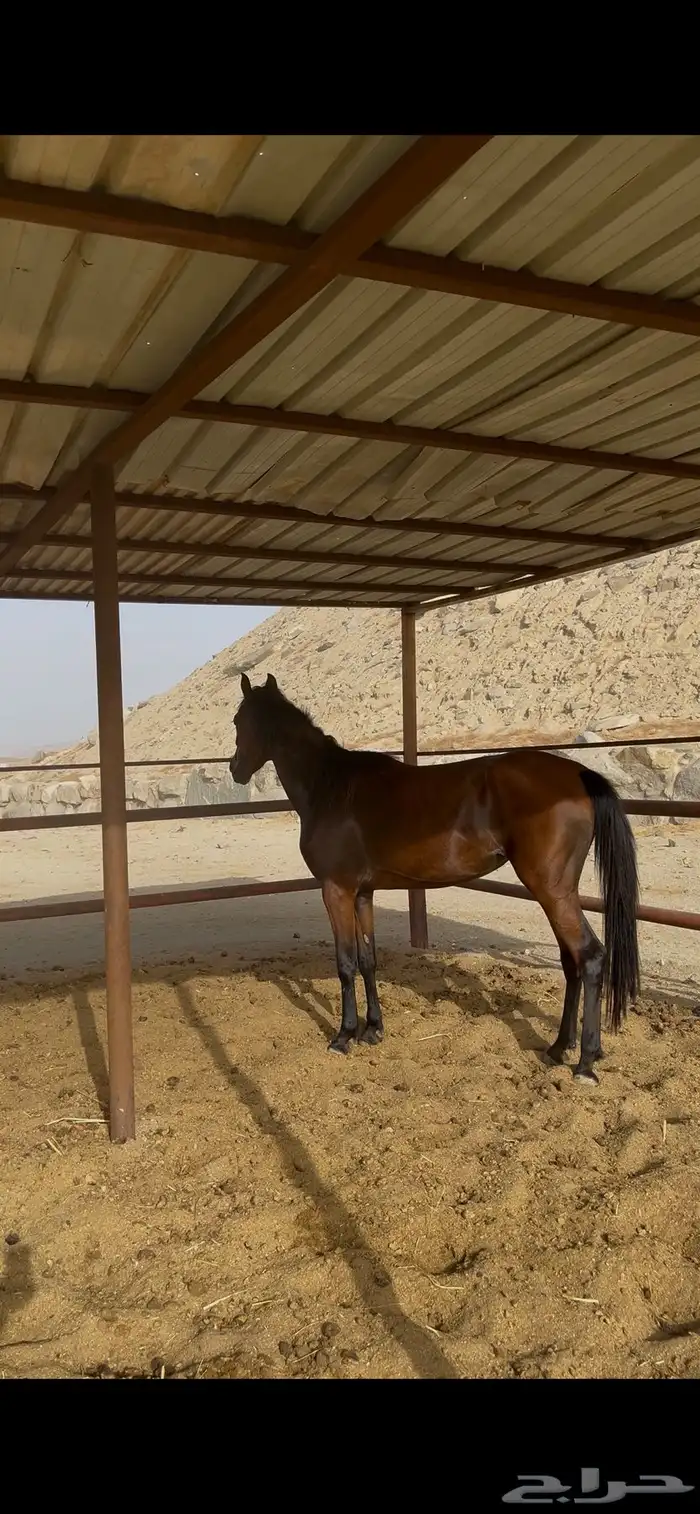 مهرة واهو 3