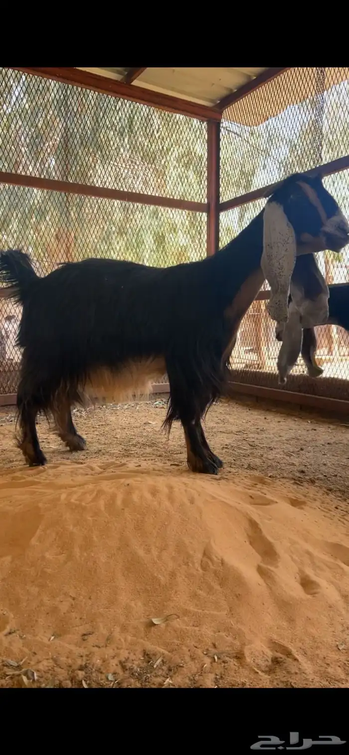 معزا عوارض 2