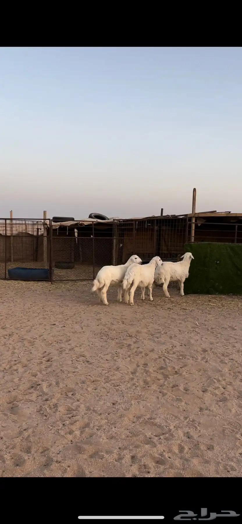 خرفان حريه 0