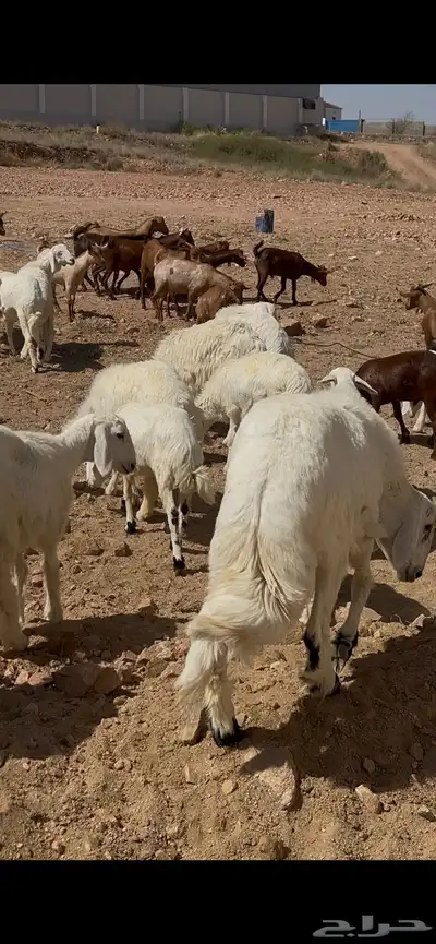 خرفان ورخال وتيوس 3